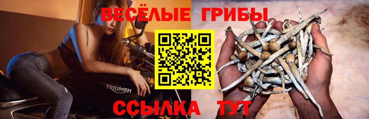 Галлюциногенные грибы прущие грибы  Вход с VPN  Белово 